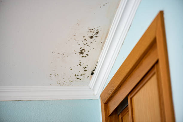 Mold Removal Process in Atglen, PA